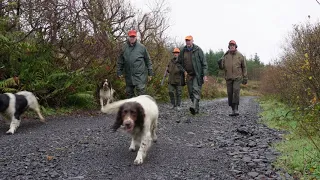 Bécasses Irlandaises