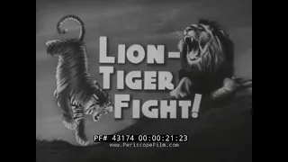 LION AND BENGAL TIGER FIGHT TO THE DEATH   GIR FOREST INDIA  1930s MOVIE 43174