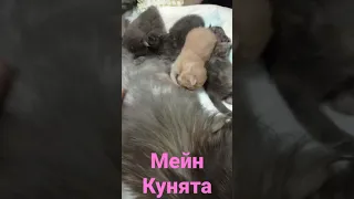 Мейн Кун Котята. Мы родились 10 дней назад!!! #shorts