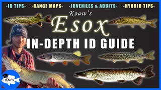 MUSKY, NORTHERN PIKE, TIGER MUSKY, & PICKERELS ID GUIDE + MORE!