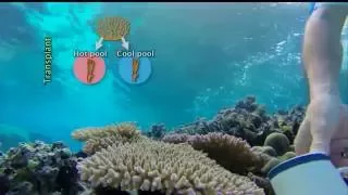 How Coral Responds to Climate Change: Dr Stephen Palumbi (2015 Lecture)