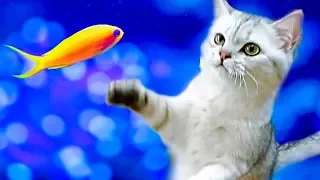 САМОЕ СМЕШНОЕ ВИДЕО Funny Cat Simka Видео про котиков Приколы с котами Kittens Prank Magic Cats
