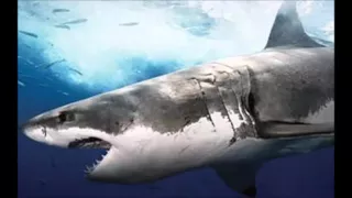 ТОП 5 самых больших акул в мире