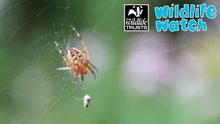 Wildlife Wednesday: All about spiders!