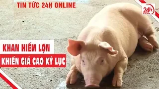 Thương lái gom lợn bán Trung Quốc, đẩy giá cao kỷ lục| Cuộc sống nhà nông | Tin tức mới nhất | TT24h