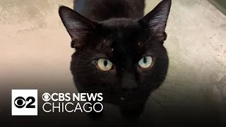 Meet Kuzko, PAWS Chicago Pet of the Week