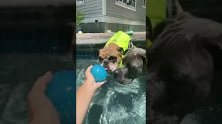 English Bulldog swimming with pup friends