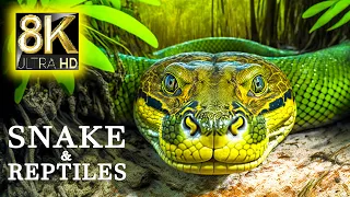 SNAKE And Reptiles Collection In 8K VIDEO ULTRA HD - Wildlife & Nature With Relaxing Music