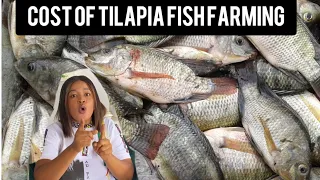 Cost of tilapia fish farming in 2023 in Africa/ why you should invest in fish farming