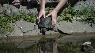 Водная перезагрузка: черепахи и карпы заселили пруд в центре Волгограда
