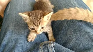 Mother Cat Her Kittens Getting More Friendly They Love Their Human Father