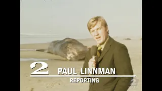 50 лет, как взорвали кита, Чисто Американская Дичь (PAPALAM)