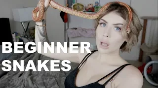 MEET MY CORN SNAKE (The EASIEST Snake to Own?)
