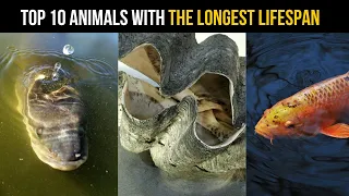 10 Animals With the Longest Lifespan #top10trends #animal