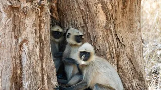 Day 114 of 180 Days Around the World Cruise - Monkeys of Nagarhole National Park