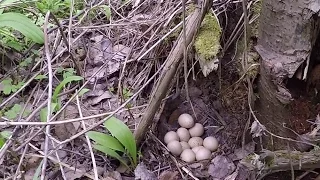 Рябчик от яйца до птенца в Кузбассе за 23 дня.
