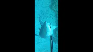 Bull shark attack in 86 feet in the Bahamas