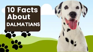 10 Facts About Dalmatians