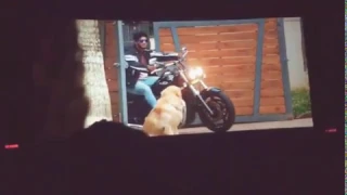 DQ introduction in new movie