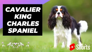 Cavalier King Charles Spaniel 🐶 One Of The Laziest Dog Breeds In The World #shorts