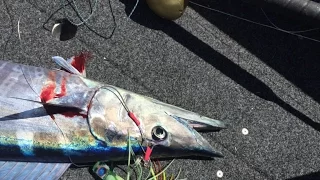 Trolling the Gold Coast - Black Marlin, Mahi Mahi and Wahoo Dec 2015