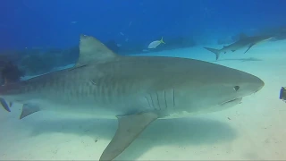 Tiger Shark attack