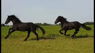 These two Friesian Horses are for sale.