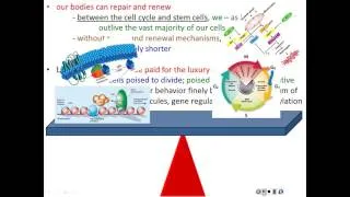 Lecture 20 - Cancer