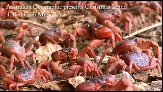 Australian Geographic presents Christmas Island - Part 4: The Red Crab Migration