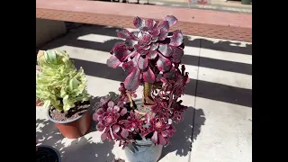 Aeonium imported $300 for 10 cluster at Mimi’s nursery 714-489-1876