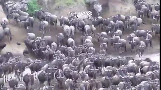 LARGE Wildebeest & Zebra Crossing Mara River @ Entim Camp!