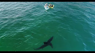 Great White Sneaks Up on Family: My Drone Alerts Them of the Shark