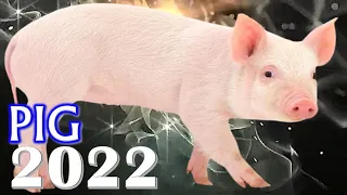 Pig Horoscope 2022 | Born 2019, 2007, 1995, 1983, 1971, 1959, 1947, 1935