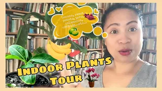 (RARE) PLANT TOUR | MY INDOOR PLANTS COLLECTION |Part 1-2