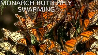 Monarch Butterfly 'Danaus Plexippus' | Life Cycle & Clustering In Their Natural Habitat