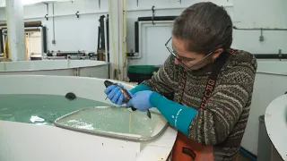 The Future of Fisheries: Unraveling the Effects of Climate Change in Alaska