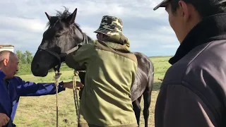 Самый лёгкий способ повалить лошадь для кастрации