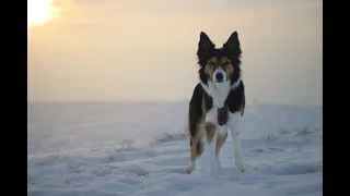 Reisy Border Collie / 3 years