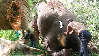 Fighting between 2 tuskers ended up with defeated elephant suffer with abscess forming wound| Part2