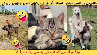 Funniest Animals Videos - Funny Dogs Cats - Funny Animals Video 2023 - Funny Videos - Funflicks