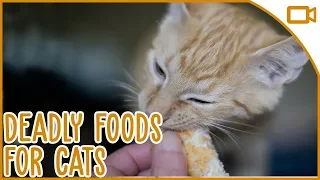 Foods That Kill Cats - Toxic Foods for Cats 101