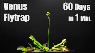 Venus Fly Trap Blooming - 60 Days Time Lapse