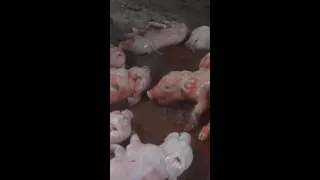 Ontario Pig Farm Convicted of Abuse 🐷🚨