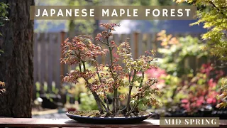 Young Japanese Maple forest (Mid-Spring Care)