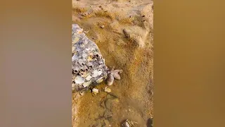 TikTok Aktivitas Nelayan Cina Berburu Beragam Hewan Laut disekitar Pantai 🐙🦐🦑 Sea Creatures (#18)