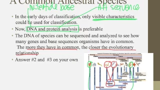 Notes for IB Biology Chapter 5.3