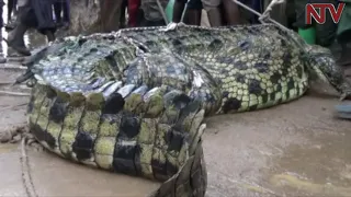 Wildlife Authority captures killer crocodile in Namayingo