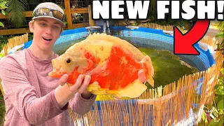 BUYING My *DREAM* EXOTIC FISH For BACKYARD POND!!