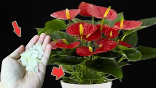 Just 1 Piece Can Make An Anthurium Garden Bloom Continuously