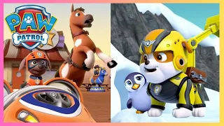 Animal Rescues! Pups save a Horse, a Penguin +more! | PAW Patrol | Cartoons for Kids 2H Compilation